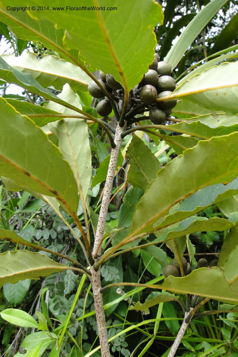 Pittosporum, J. Munzinger 6590--New Caledonia. Mine St. Louis Boulinda. 18 Feb 2011. 070 (9).jpg