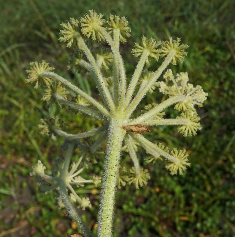 Glehnia littoralis--Japan. Hokkaido. Toyotomi-cho. 4 Aug 2016. DSC01106 (62).JPG