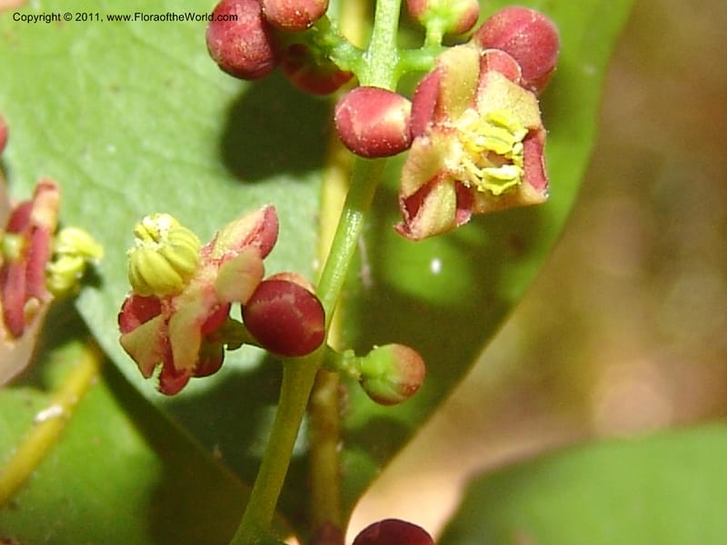 Lepisanthes perrieri, ZRogers1160--Madag. Prov. Antsir. Parc Nat. Ankarana. 10 Nov 06. 139 (22).jpg