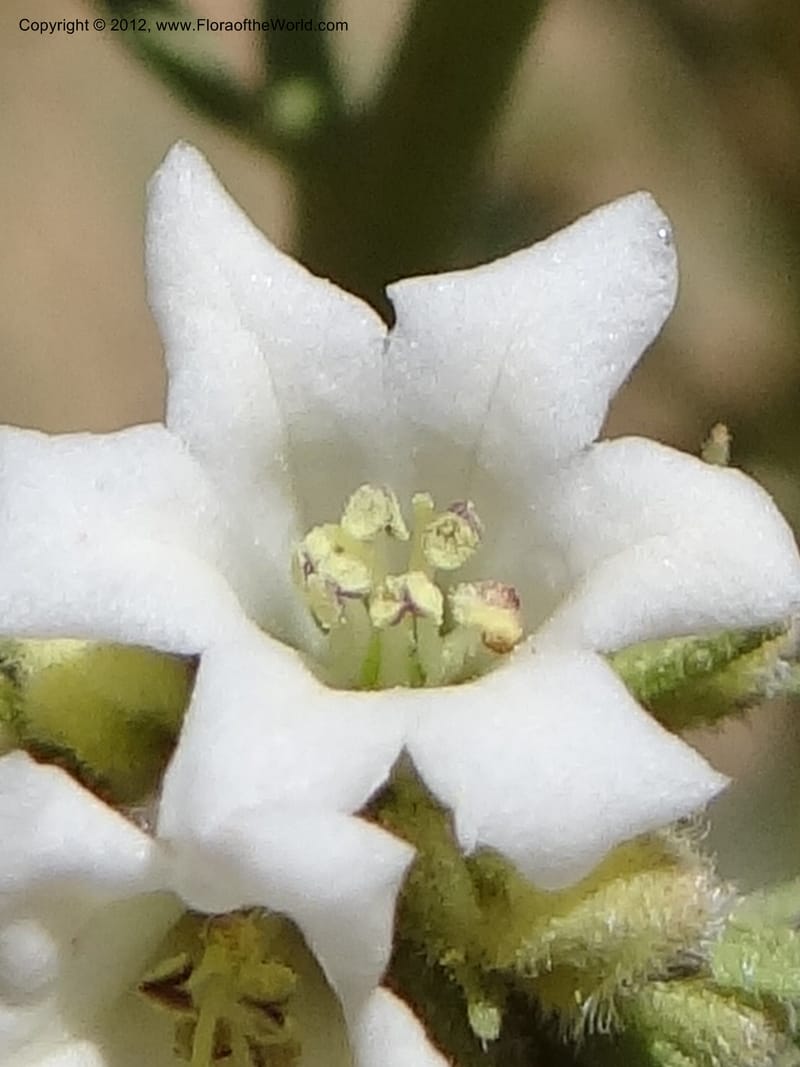 Eriodictyon angustifolium, Davidson, C 11943--AZ. Yavapai Co. Crown King Rd. 7 May 2012. DSC0894 1 (93).JPG