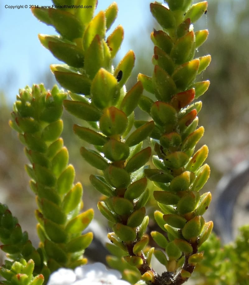 Euchaetis, Davidson, C 12300--South Africa. Western Cape. De Hoop Nature Res. 22 Jan 2014. DSC01681 (57).JPG