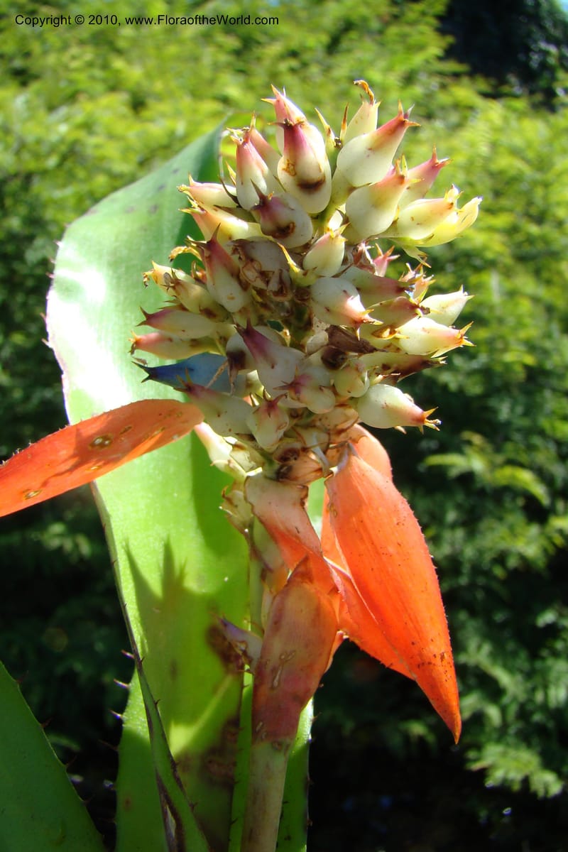 Aechmea, R. Vasquez 34537--Peru. Pacaya Samiria. Yantacocha. 5 Nov 08. 049.jpg