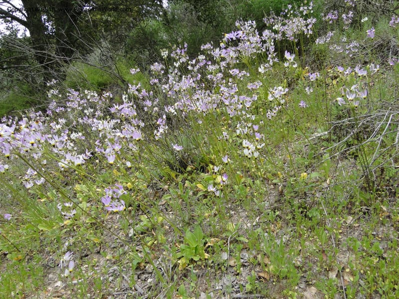 Dodecatheon clevelandii, C. Davidson 11728--California. Santa Barbara Co. 4 April 2010 180 (1).jpg
