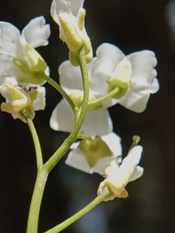 Arabis nuttallii, C. Davidson 14036--ID, Valley Co. Elkl Summit. 18 July 2019. DSC00995 (42).JPG