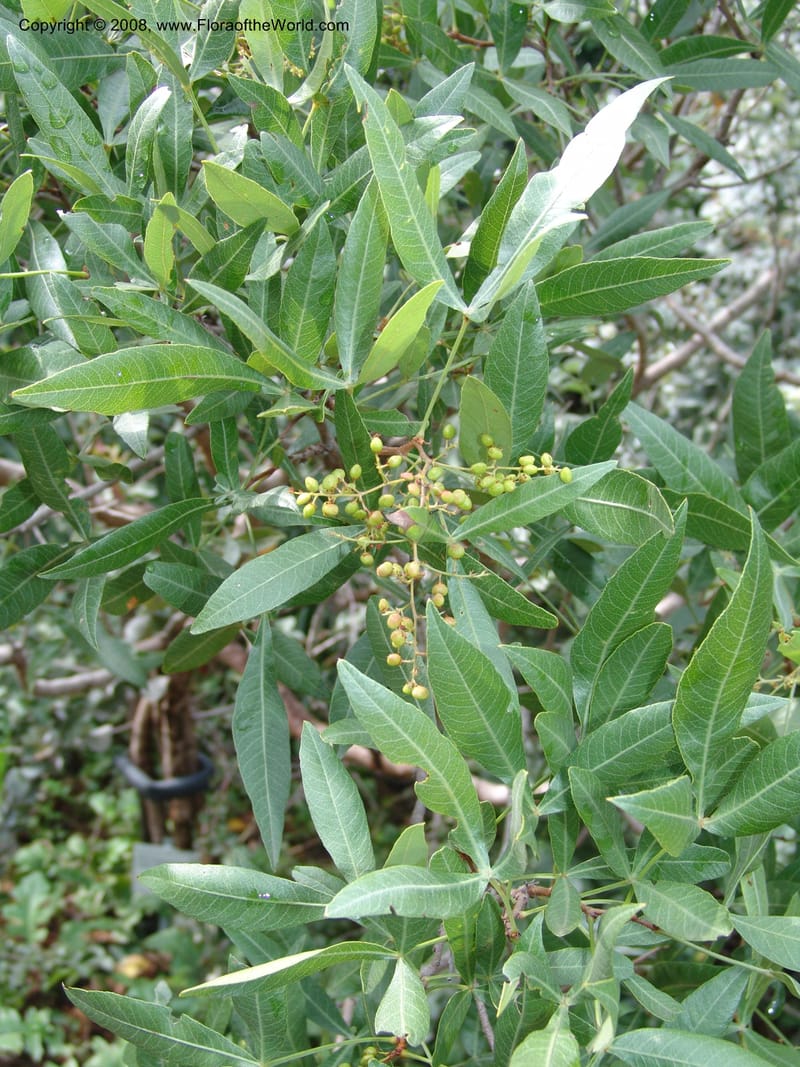 Rhus megalismontana ssp coddii--So.Africa. Lowveld Nat. Bot. Gard. 14 Mch 05. 165.jpg