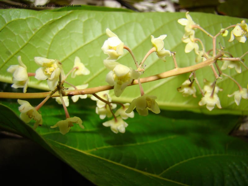 Ocotea valerioides, B. Hammel 24650--Costa Rica. Prov. Limon. Selva Bananito Lodge. 12 Apr 08. 267 (9).jpg