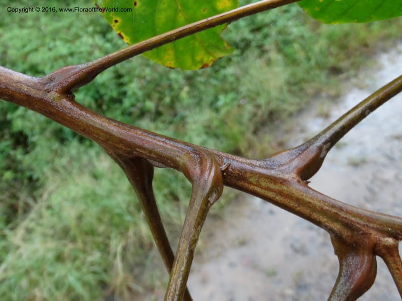 Lepisanthes, Buerki, S 368--Sabah. Sg. Mokodou. 12 Oct 2014. DSC04629 (36).JPG