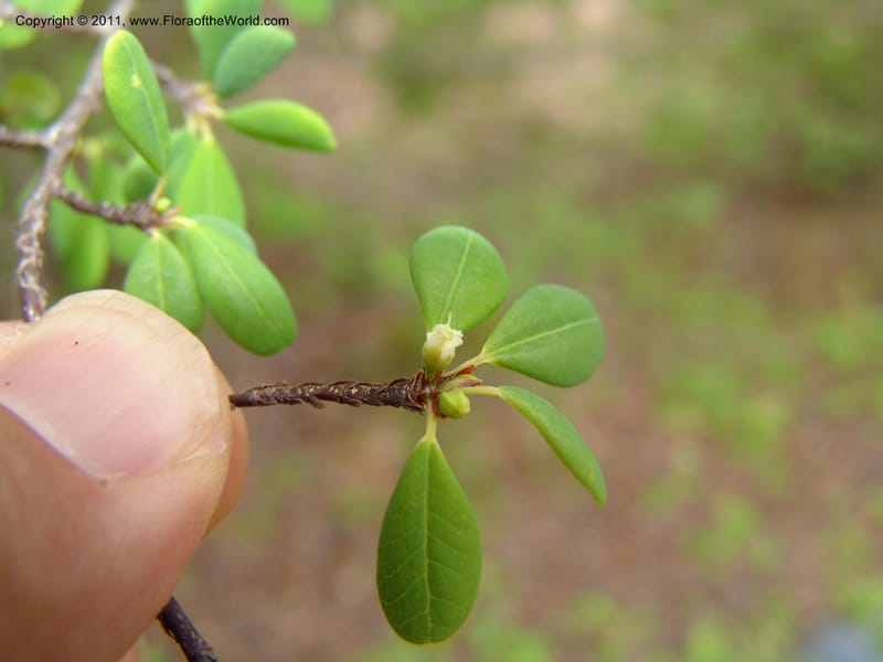 Erythroxylum, ROR1534--Madag. Prov. Antsir. Sahafary, Andranomadiro. 7 Nov 06. 465.jpg
