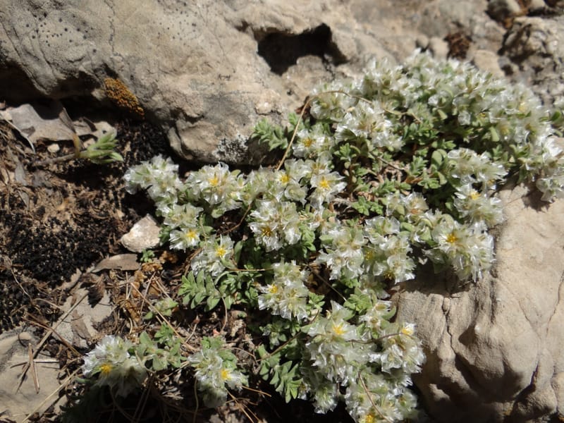 Paronychia kurdica--Iraq. Kurdistan. Shakh-i-Pira Magrun. 24 May 2013. DSC05074 (124).JPG