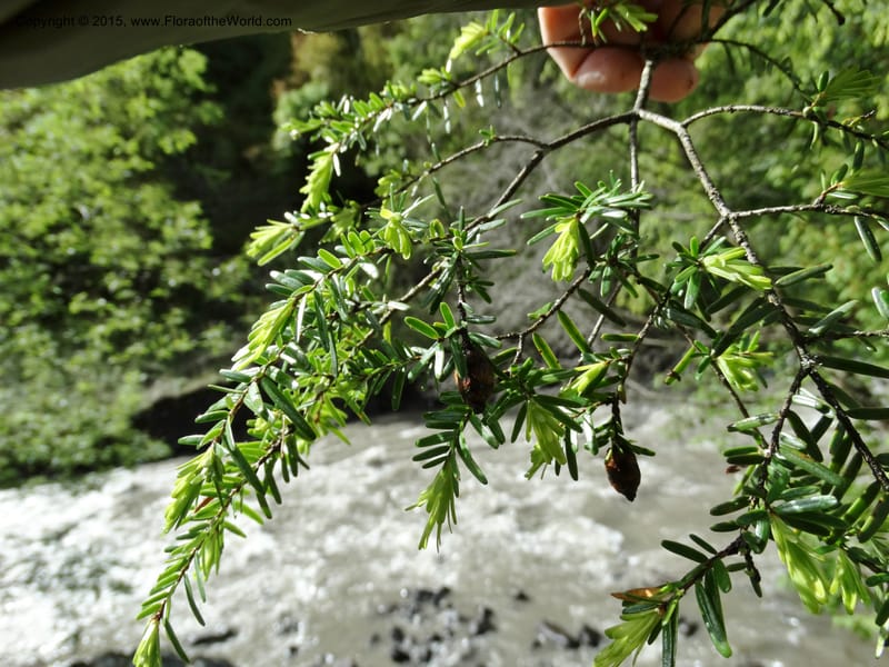 Tsuga chinensis, Boufford, D 43658--China. Sichuan. SuoLuoGou Village. 10 May 2014. DSC04925 (12).JPG