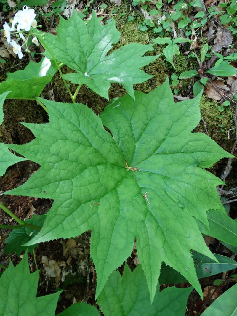 Diphylleia cymosa, Davidson, C 12981--North Carolina. Clay Co. Perry Gap Rd, Barnard's Cr. 13 May 2015. DSC04860 (7).JPG