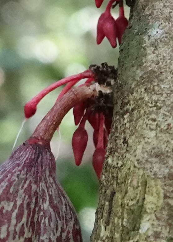 Allexis cauliflora, C. Davidson 13958--Gabon. Arb. Sibang. 5 Nov. 2018. DSC02235 (111).JPG