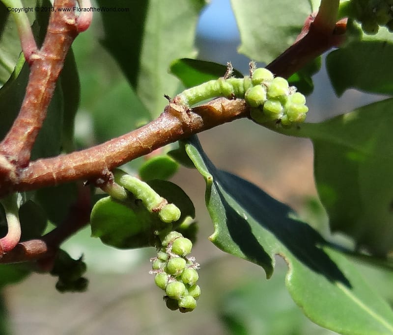 Azara, WDS 34089--Chile. Pte. Polcura.  Odom 11.6. 17 Feb 2013. DSC01159 (140).JPG