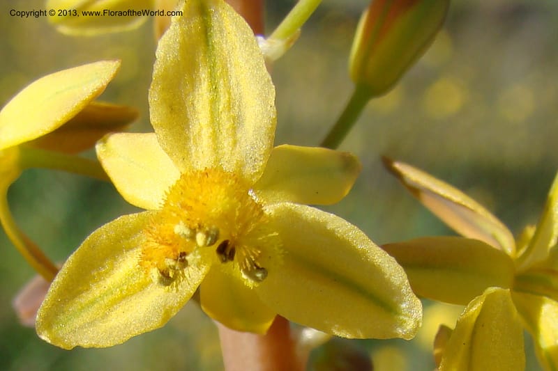 Bulbine praemorsa, C. Davidson 11582--South Africa. Northern Cape. Papkuilsfontein. 26 Aug 09. 242 (18).jpg