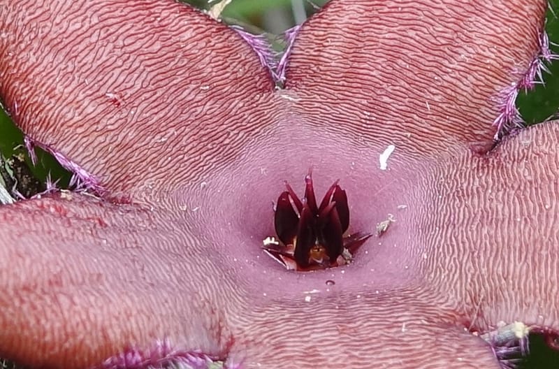 Stapelia schinzii, not. coll.--Namibia. Hwy D2859. Odom 418. 30 March 2018. DSC04324 (237).JPG