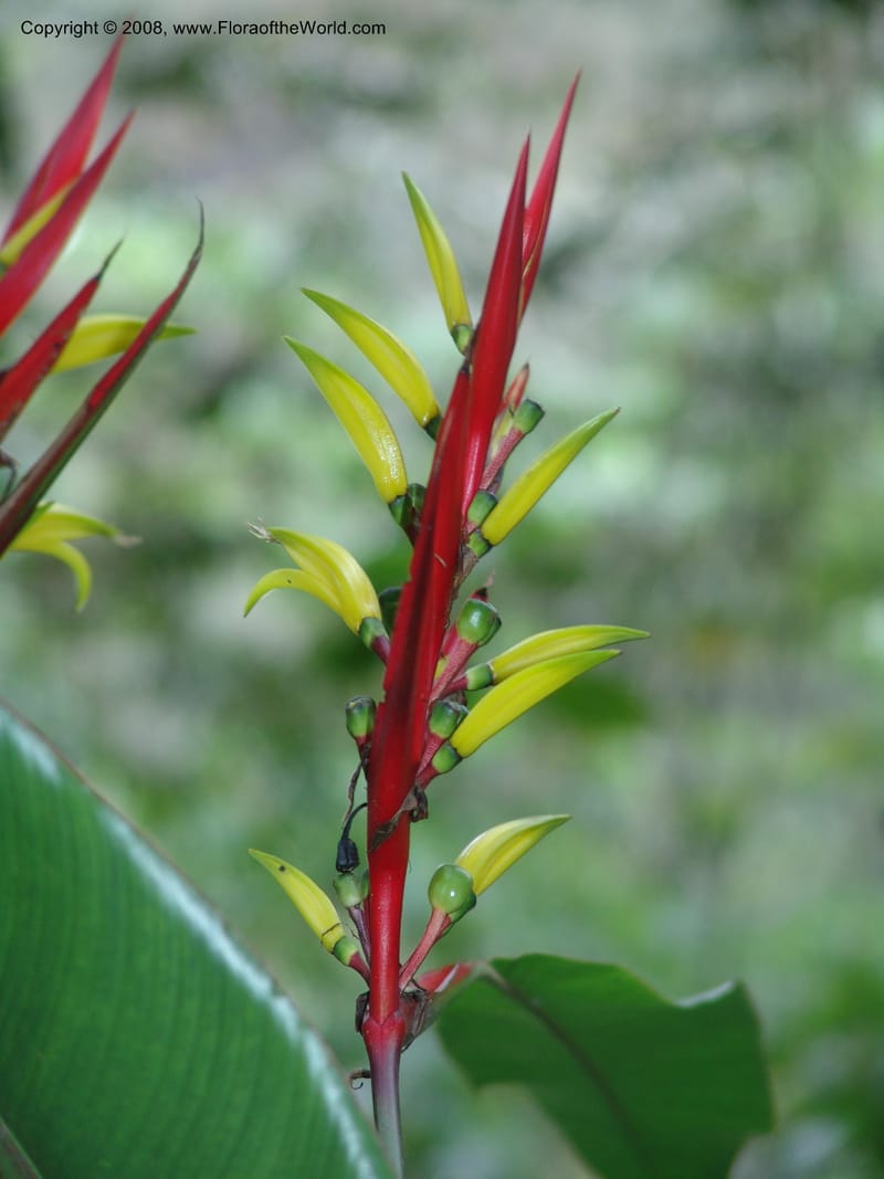 Heliconia affinis--Peru. Edo. Cuzco. Jard. Bot. at Machu Picchu. 27 Oct 05. 008.jpg