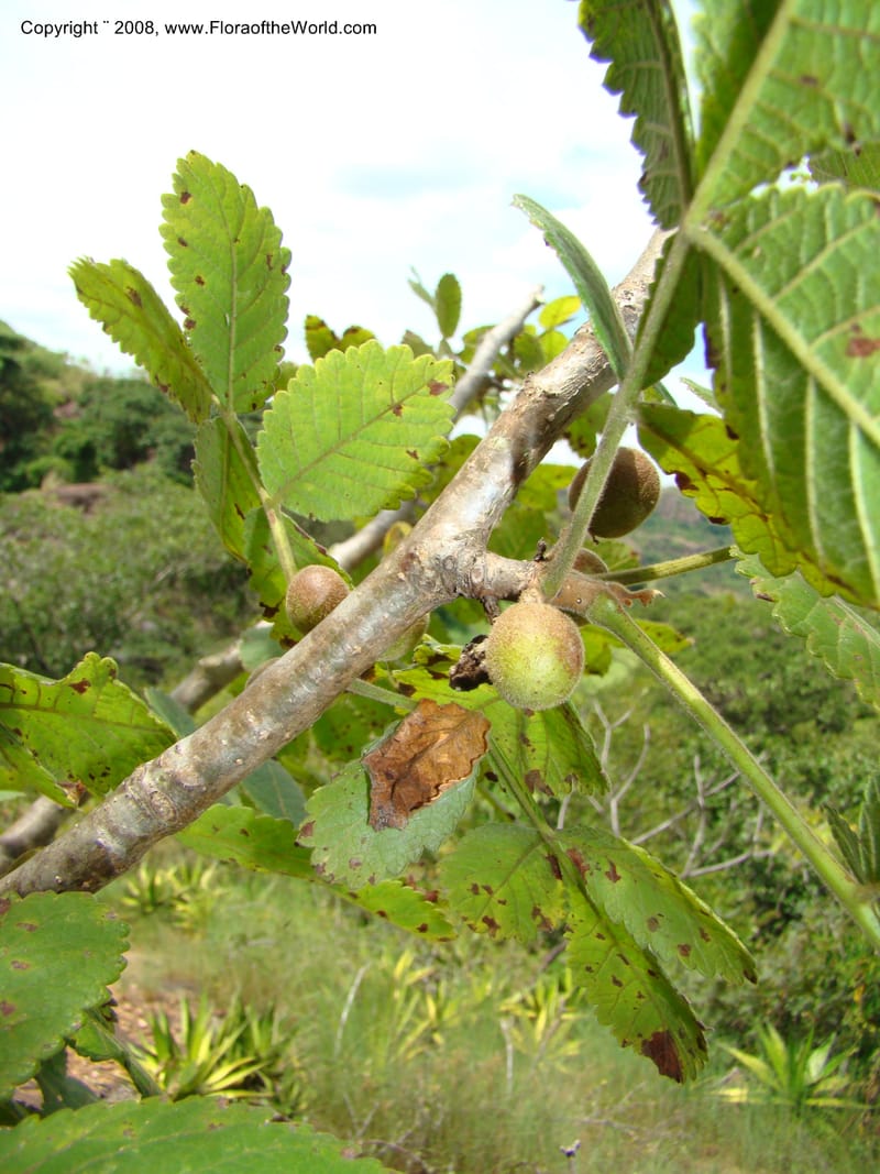 Bursera diversifolia, NMartinezM2420--MX. Chiapas. Jiquipilas. Cerro el Campanario. 14 Sep 08. 134.jpg