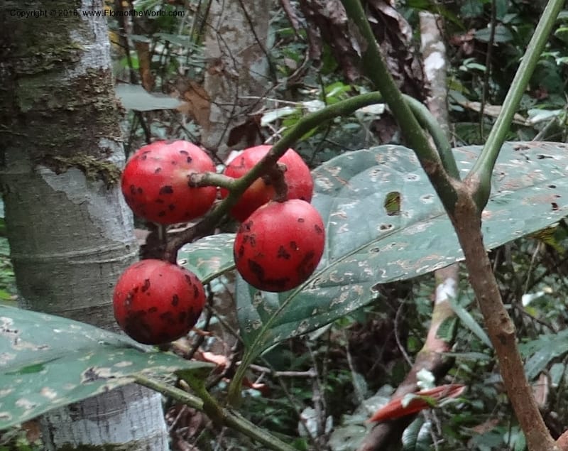 Meliosma, Davidson, C 12932--Sabah. Kinabalu Nat. Park. Nalumad Substesen. 29 Mar 2015. DSC01294 (126).JPG