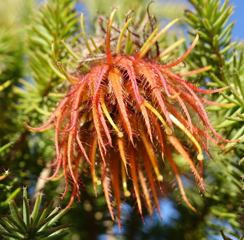 Darwinia, Davidson, C 13419A--Australia. W.A. Tootbardie Rd.-Coorow Rd. 23 Oct 2016. DSC04758 (40).JPG