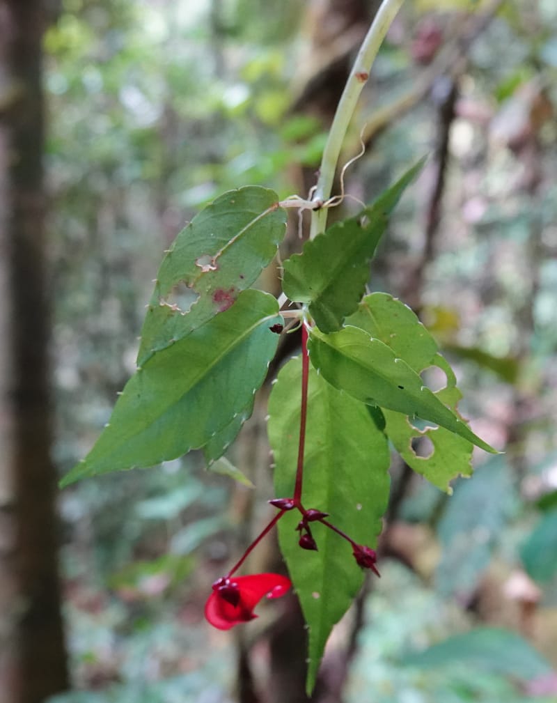 Impatiens, C. Davidson 13908--Gabon. M de C. Sent. Andok. 28 Oct 2018. DSC09339 (287).JPG