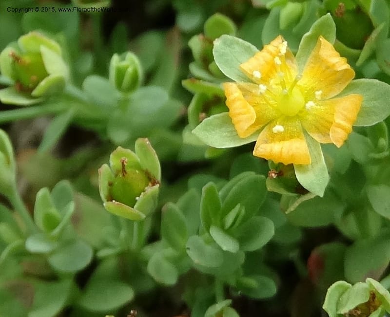 Hypericum anagalloides, Davidson, C 12613--ID. Valley Co. Squaw Meadows. 21 Jul 2014. DSC01008 (6).JPG