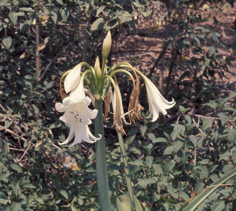 Crinum--CA. Los Angeles State & County Arboretum. May 1976. 003.jpg