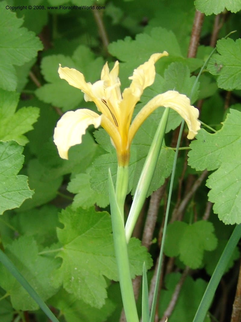 Iris hartwegii--CA. Mariposa Co. Yosemite Nat. Pk. Glacier Pt Rd.  27 Jun 06. 250.jpg