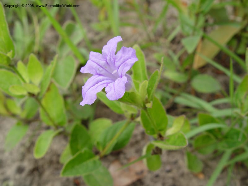Ruellia--So. Africa. KwaZuluNatal. Rd. L. Sibaya Lodge to Mbazwana. 2 Oct 03. 011.jpg