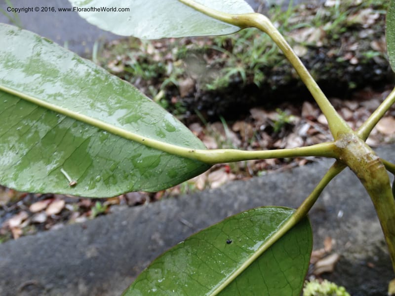 Schefflera, Davidson, C 12649--Sabah. G. Silam. 1 Oct 2014. DSC00937 (146).JPG