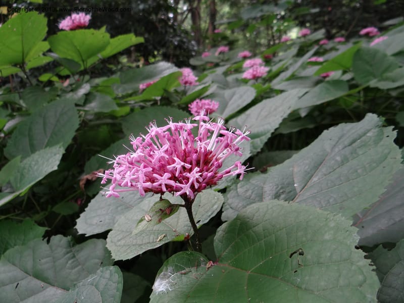 Clerodendrum bungeanum--China. Hangzhou. Hangzhou B. G. 10 Jun 2012. DSC02727 (38).JPG
