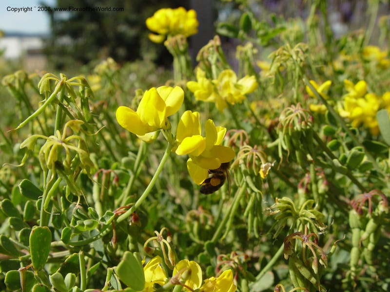 Coronilla valentina ssp. glauca, 2001.0065--Spain. Barcelona Botanic Garden. 19 Apr 04. 098.jpg