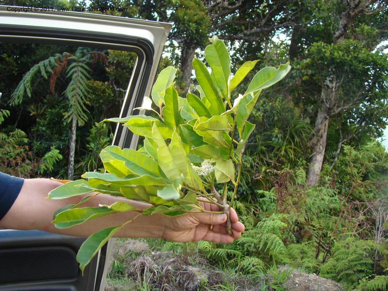 Dysoxylum, Munzinger, J 4716--New Caledonia, Prov N, Mt. Mandjelia,  13 Nov 2007 287 (2).jpg