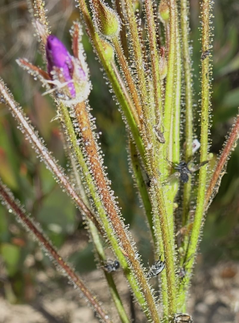 Byblis lamellata, Davidson, C 13426--Australia. W.A. Green Head-Coorow Rd. Stop 2. 24 Oct 2016. DSC04873 (52).JPG