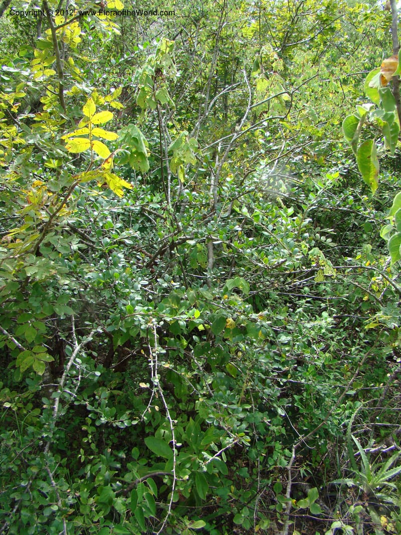 Turnera, N. Martinez M. 2432--MX. Chiapas. Jiquipilas. Cerro el Campanario. 14 Sep 08. 126 (3).jpg