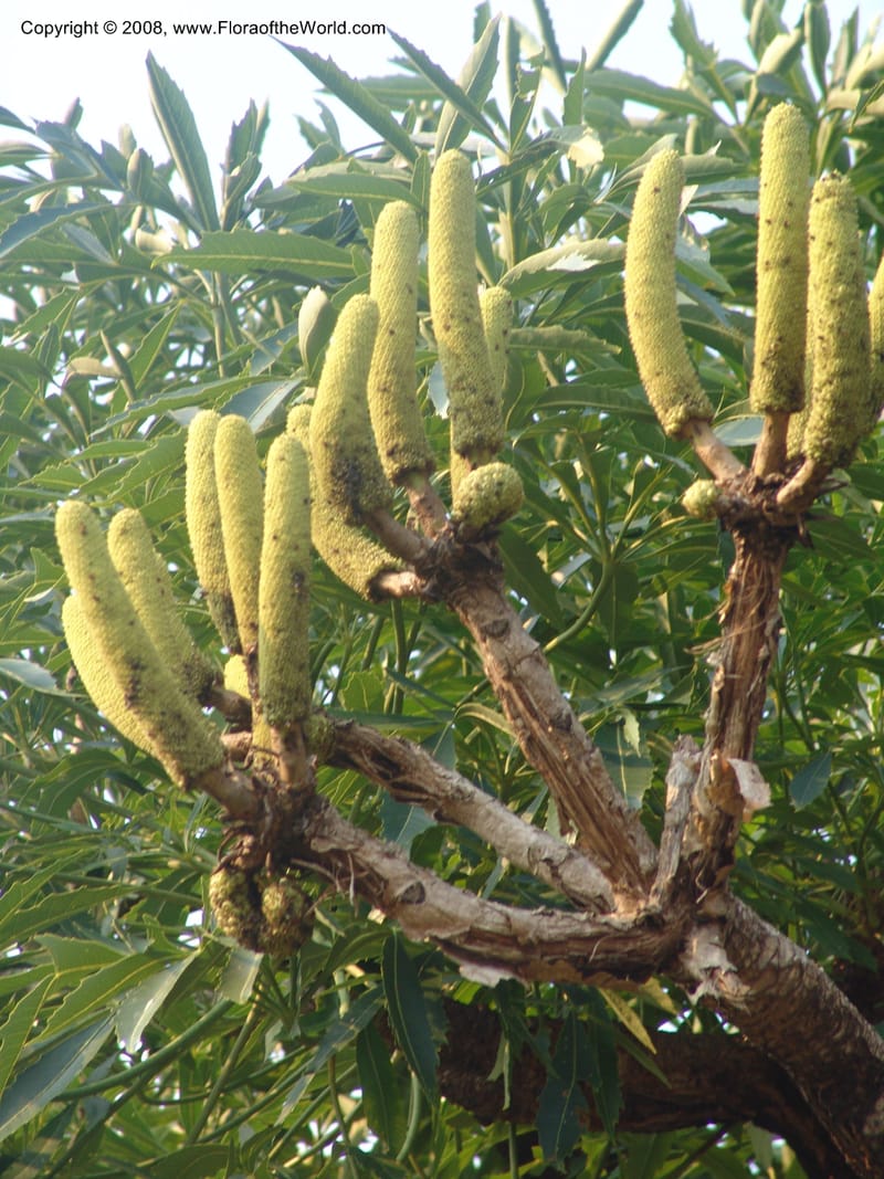 Cussonia spicata--So.Africa. Mpumal. Buffelskloof Private Nat. Res. 17 Mch 05. 336.jpg