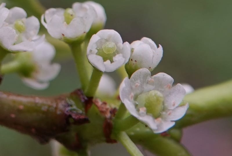 Ilex polyneura, D. Boufford 44125--China. Yunnan. Da Wei Shan. 2 May 2018. DSC01093 (335).JPG