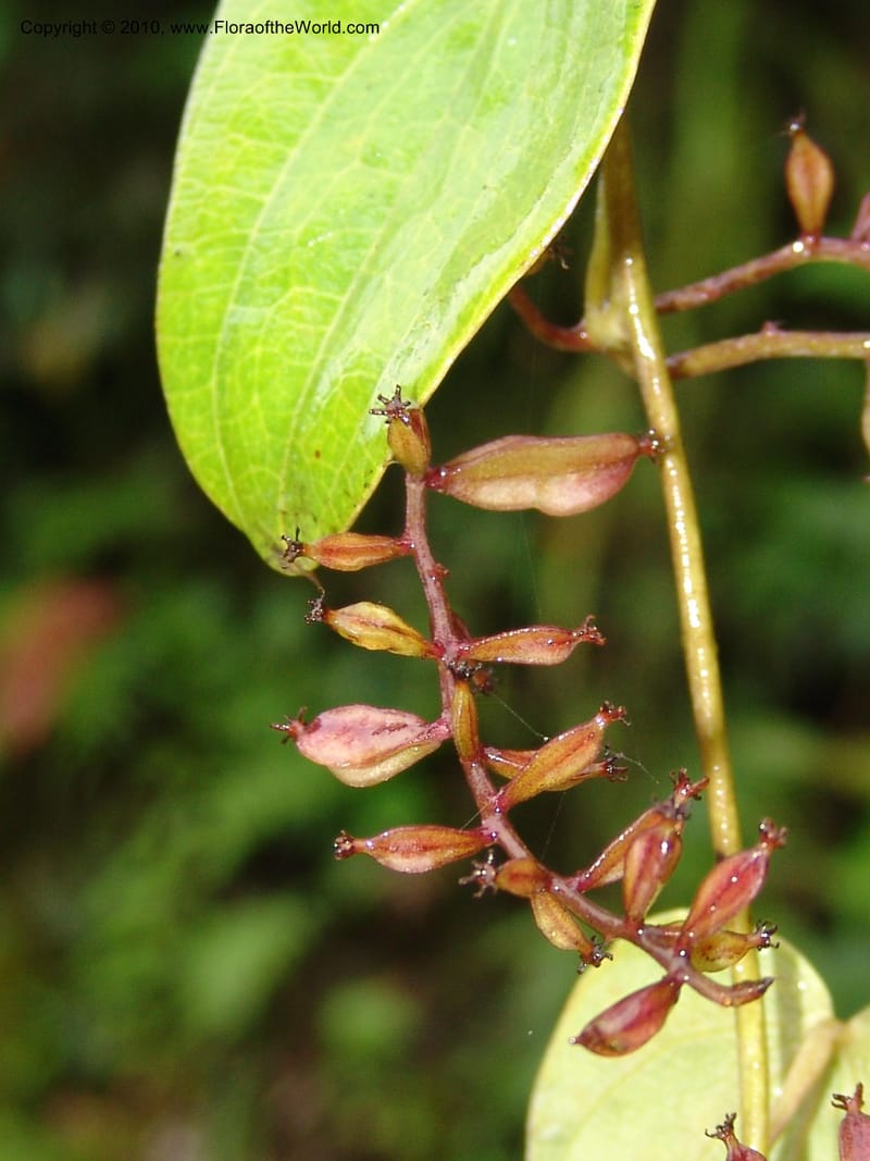 Dioscorea, Croat 97393--Ecuador. Prov. Pichincha. BellaVista private reserve. 27 Mar 06. 374 (3).jpg
