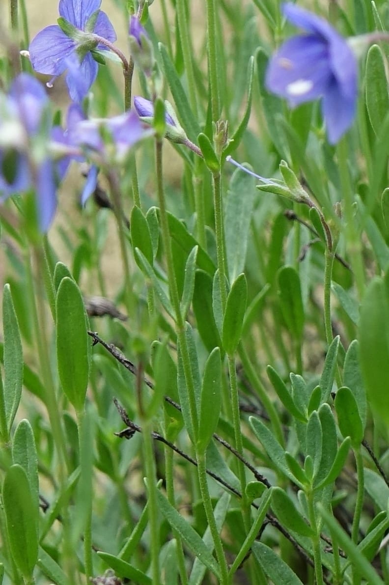 Veronica fruticans, Davidson, C 13254--Switzerland. Oberwald. Chapel St. Nikolas. 2 Jul 2016. DSC07728 (447).JPG