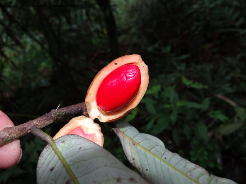 Knema, SAN.153211--Malaysia, Sabah. Mt. Kinabalu. 5 Apr 2012. DSC06767 (158).JPG