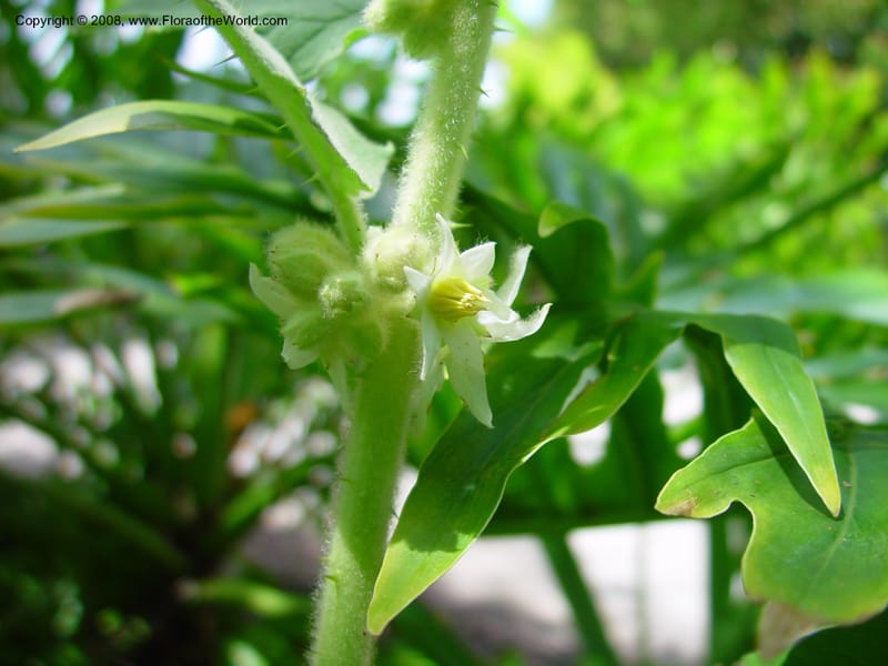 Solanum quitoense--FL. Fairchild Tropical Gard. 7 Apr 03. 170.jpg
