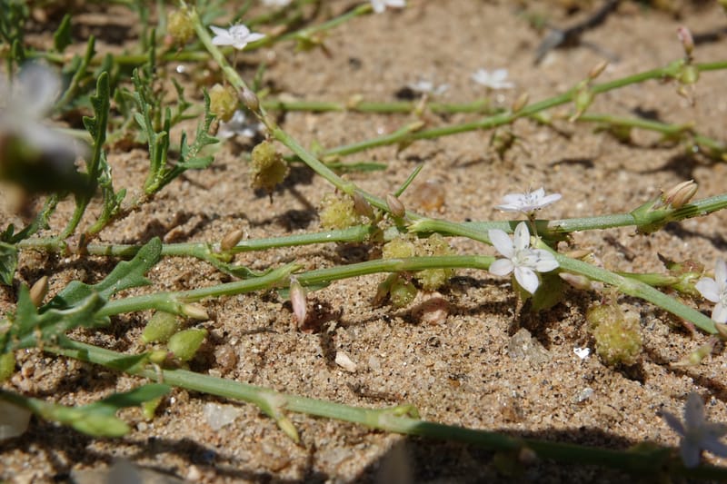 Oxygonum alatum, L. Nanyeni 1143--Namibia. B1 to Rehoboth, Frankie Fredricks St. 15 Mar 2018. DSC00565 (124).JPG