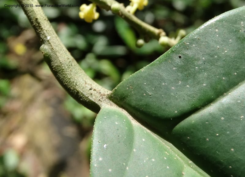 Octoknema, Davidson, C 12386--Cameroon. Bakengili Trail, Mt. Cameroon. 24 Mar 2014. DSC03587 (210).JPG