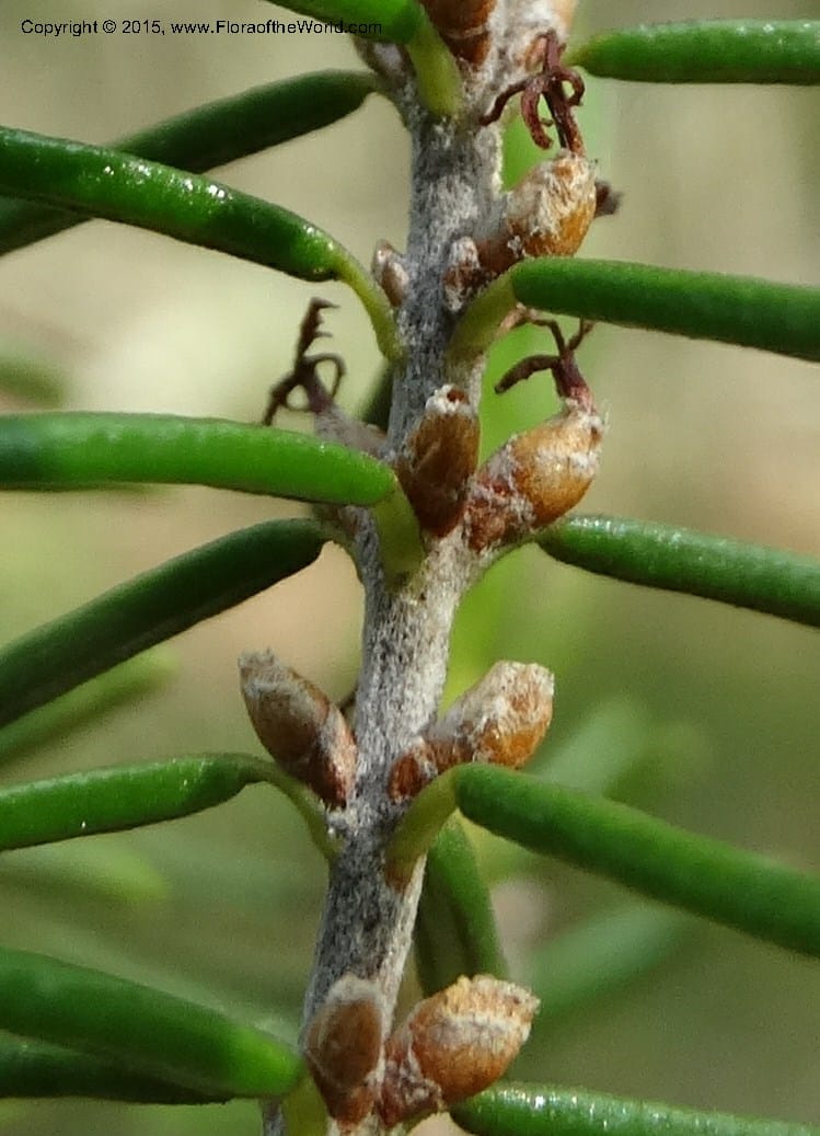 Ceratiola ericoides, Davidson, C 13062--South Carolina. Lexington Co. Redmond Rd. 20 May 2015. DSC06945 (26).JPG