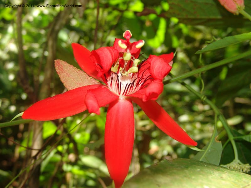 Passiflora, Farfan 805--Peru. Edo. Madre de Dios. Laguna Valencia. 22 Oct 05. 171.jpg