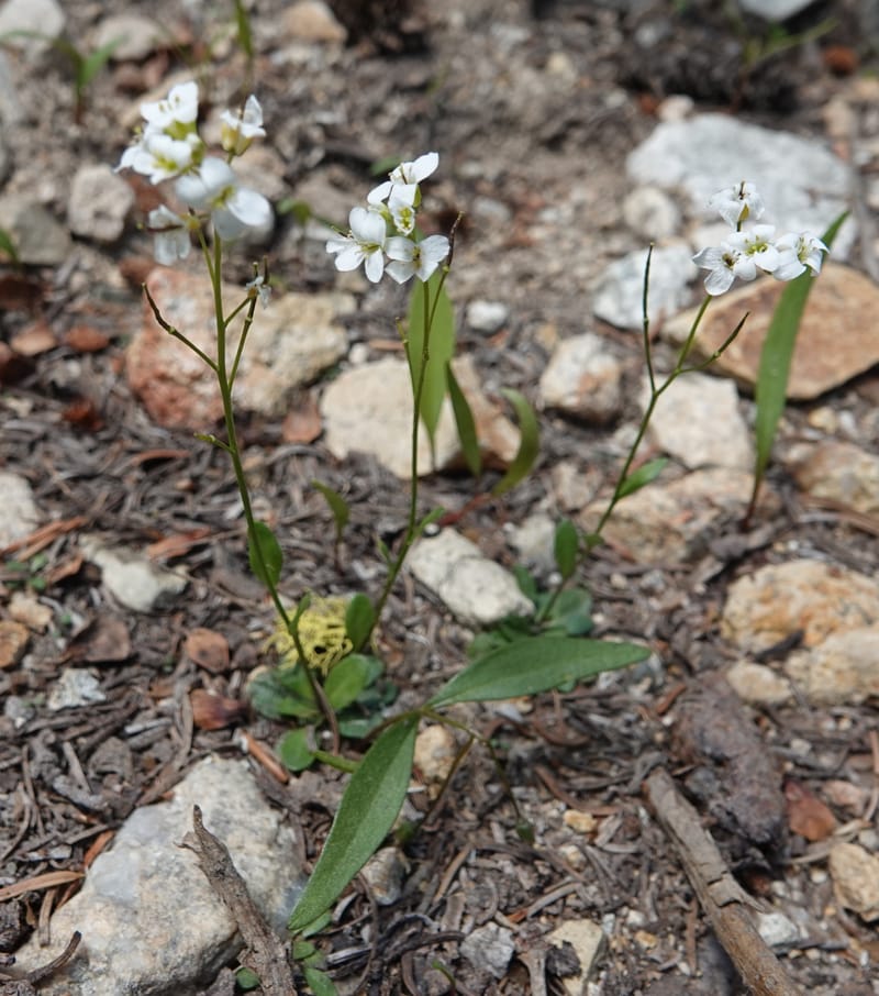 Arabis nuttallii, C. Davidson 14036--ID, Valley Co. Elkl Summit. 18 July 2019. DSC00995 (5).JPG