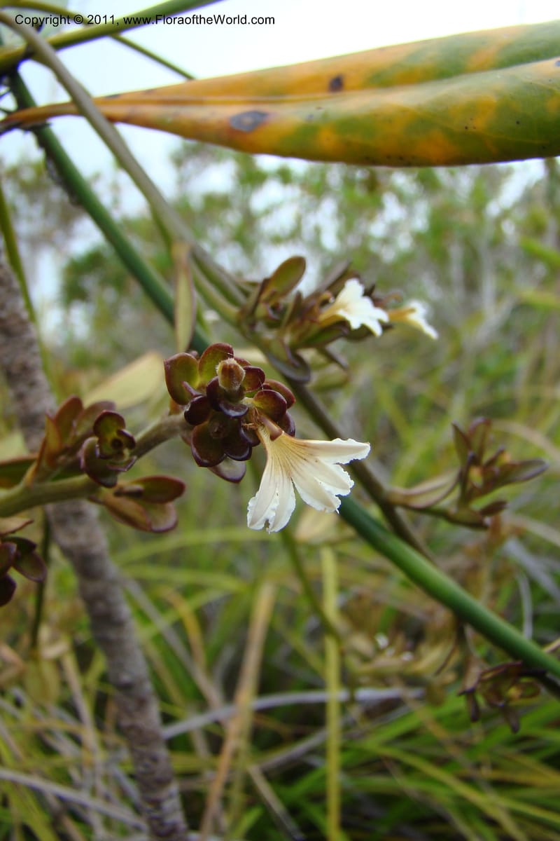 Scaevola beckii, M. Callmander 793--New Caledonia. Mont Dore. 20 Jan 2010. 001 (68).jpg