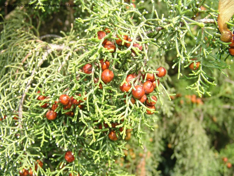 Juniperus phoenicea--France. Paris. Jardin des Plantes. 4 Sep 07. 353.jpg