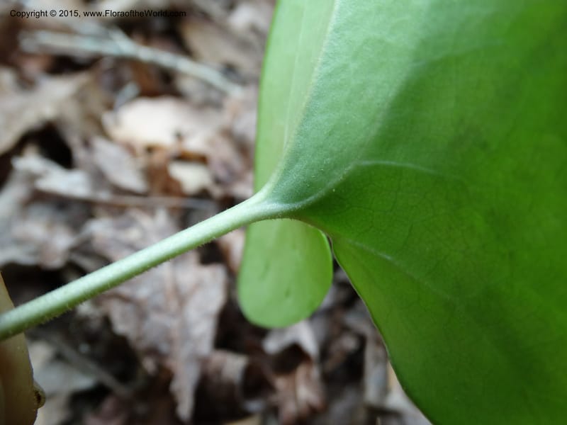 Asarum arifolium, Davidson, C 13035--Georgia. Stephens Co. Panther Cr. 18 May 2015.  (66).JPG