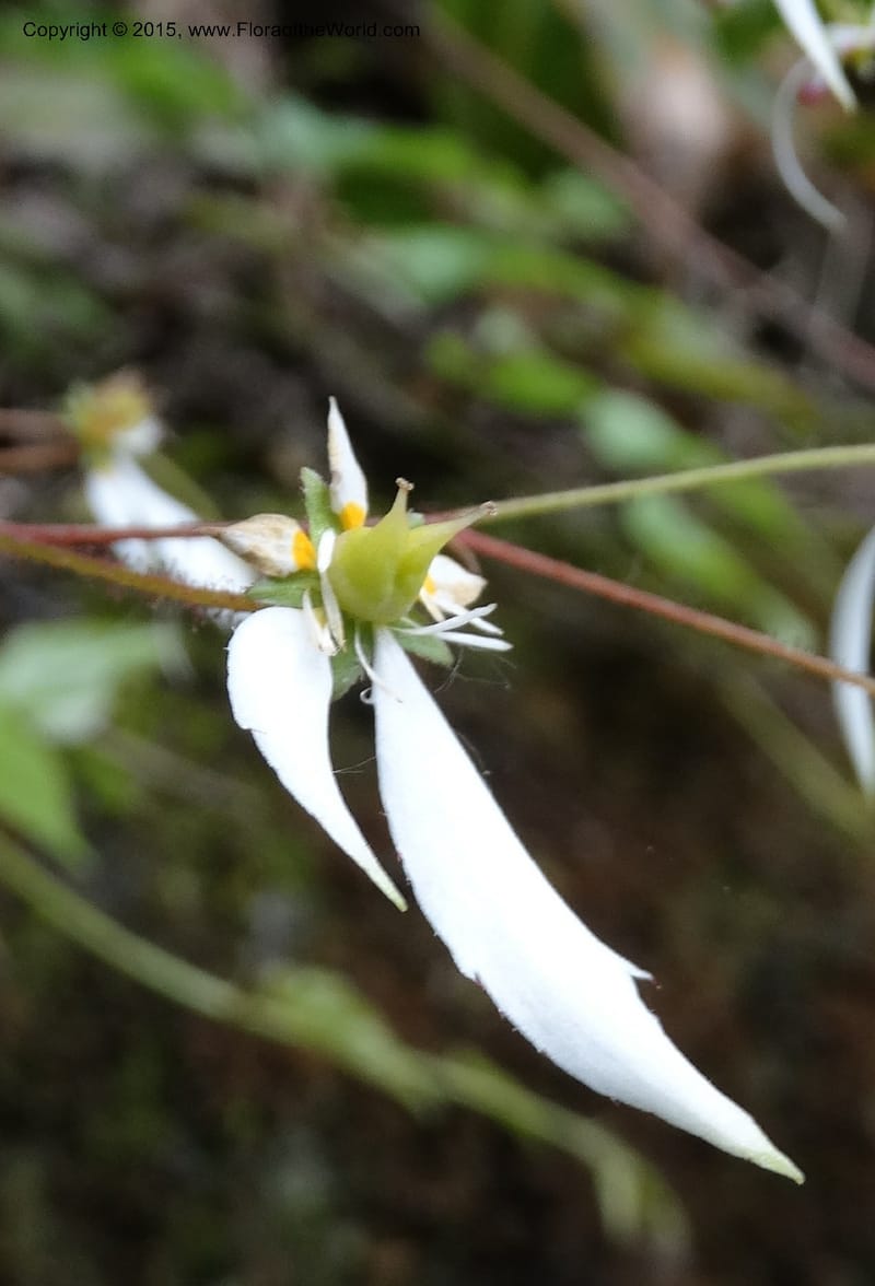 Saxifraga mengtzeana, Boufford, D 43703--China. Sichuan. LongDongZhen on Rd. to LeiYuan Shan. 13 May 2014. DSC05860 (63).JPG