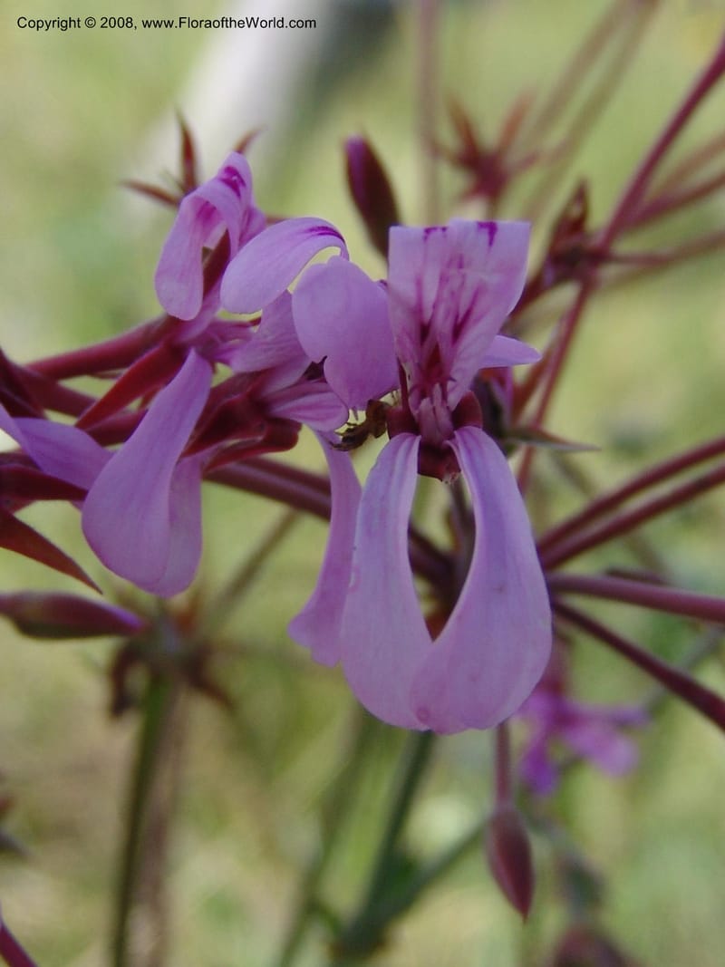 Pelargonium--So.Africa. E. Cape. Moonstone Farm, Quanti Area, Stut. 8 Mch 05. 074.jpg
